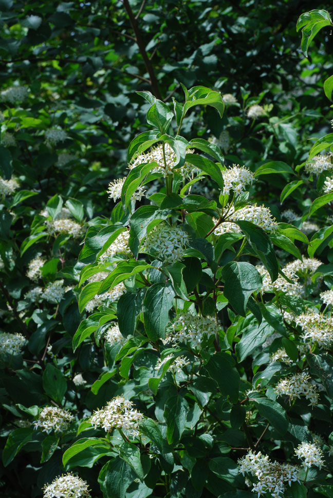 Che arbusto ? - Cornus sanguinea